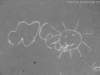 sn150528_small.jpg
